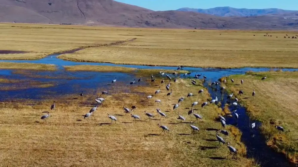 Göç eden turnalar Erzurum